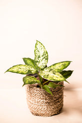 Dieffenbachia seguine x variegata "Sparkles"